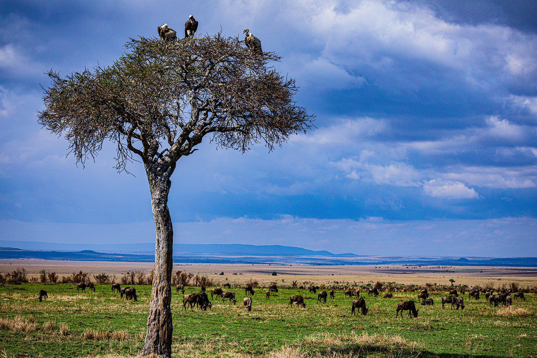 8 Days Tanzanian Safari Adventure