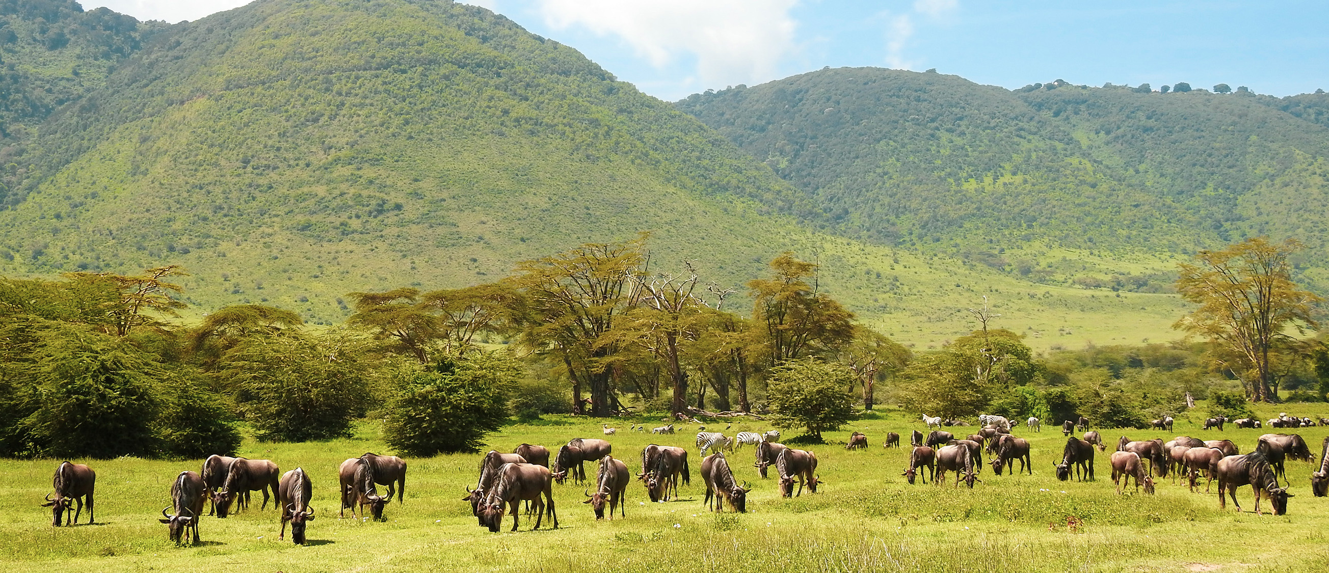 Safaris